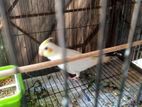 Cockatiel for sell