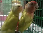 Sell A Pair Of Love Birds