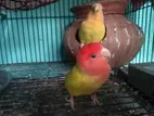 Sell A Pair Of Lovebird Birds with Babies