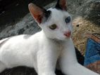 cat for sale