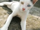 Cat sell
