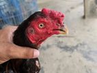 Chicken For Sale