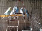 Sell For Budgerigar & Albino Bird
