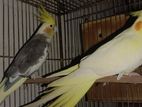 sell for Cockatiel bird