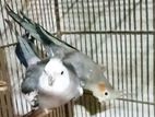 Sell for Cockatiel bird