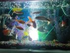 Aquriam sell with fish