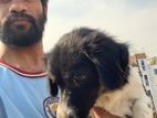 Dog For Sell