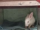 Rabbit for sell