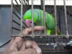 Ringneck Parrot