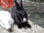 Rabbit for sell