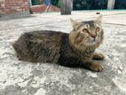 Cat for sale