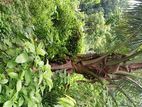 Land For Sell