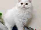 Pure persian cat.
