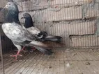 Sell Pigeon