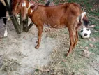 sell post 2 female goat, baby one male