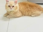 sell post active male persian 9 mas boyos