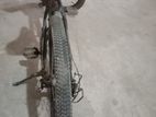 Phoenix 26" cycle