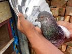 Pigeon for sell