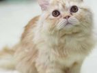 Sell post persian Male cat