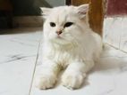 Cat Sell Post