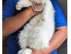 Cat Sell Post