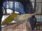 Bird for sale