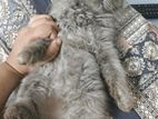 Cat sell