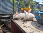 Rabbit for sale