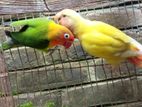 2ta Love bird pakhi