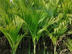 সুপারি চারা sell post