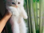 sell post Female Cat