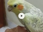 Cockatiel for sell