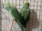 Indian Ringneck Parrot sale