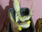 Cockatiel pakhi for sale