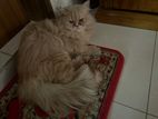 pure Persian cats