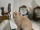 Cat For Sell