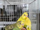 Semi-adult Budgerigar for sell