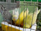 Semi Adult Budgie