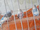 Semi Adult Budgies