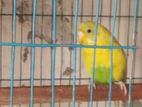 Semi adult bujrigar bird piad mutition