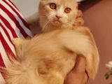 Semi Adult female Persian Cat