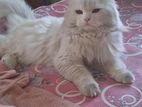 Semi adult full white persian male cat