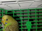 Semi Adult Male Budgerigar