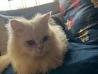 semi adult Male Persian cat