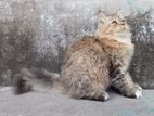 semi adult parsian male cat