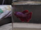 Semi Adult Size Fighter Fish Available