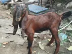 ছাগলের বাচ্চা সেল হবে