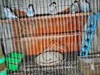 semi budgies,,2 month+