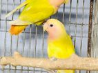 সেমি এডাল্ট অপলাইন লাভবার্ড / lovebird birds