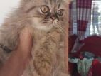 Semi exotic persian cat ....male